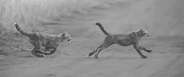 Deux oursons guépard jouant tôt le matin dans une route — Photo