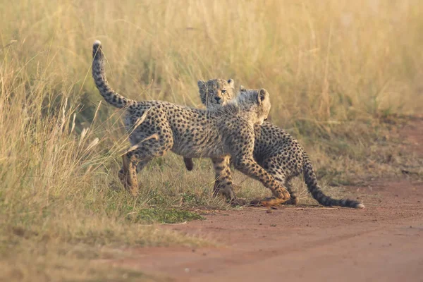 Två Cheetah ungar spela tidigt på morgonen i en väg — Stockfoto