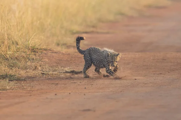 En gepard cub spela tidigt på morgonen i en väg — Stockfoto