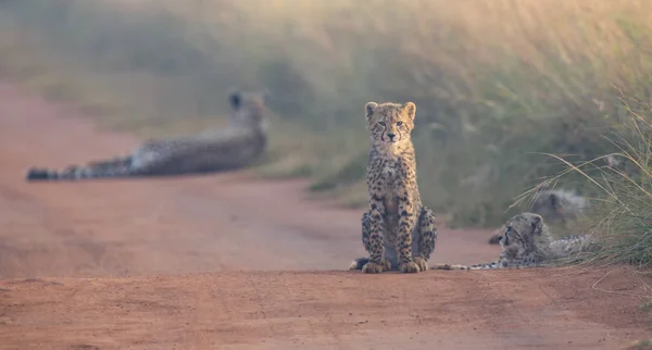 Szczeniaki Cheetah, bawi się z matką w tle w Artystyczny — Zdjęcie stockowe