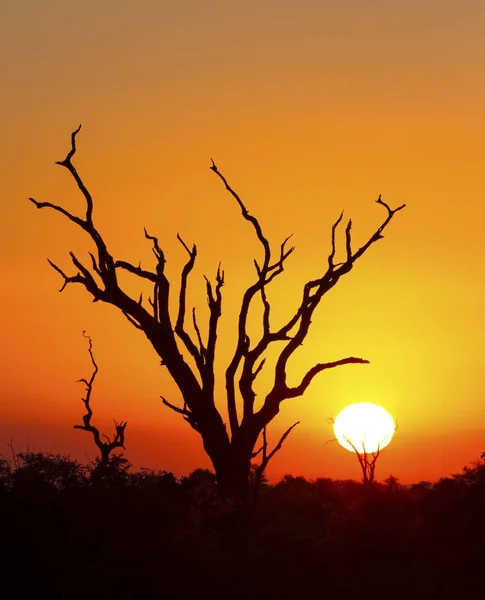 Coucher de soleil africain avec une silhouette d'arbre et un grand soleil orange — Photo
