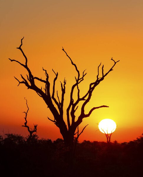 African sunset with a tree silhouette and large orange sun