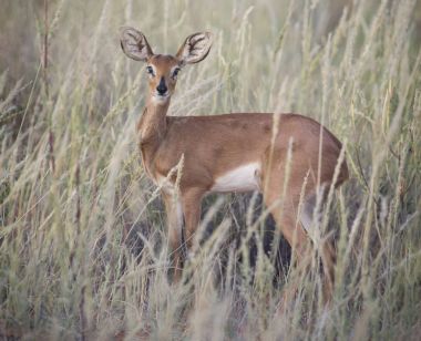 Yalnız Steenbok ayakta Kalahari uzun otların içinde
