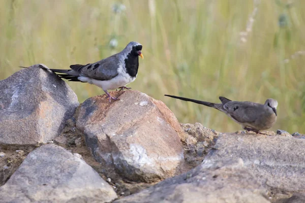 Namaqua-Taube Männchen und Weibchen sitzen auf Felsen in der Natur — Stockfoto