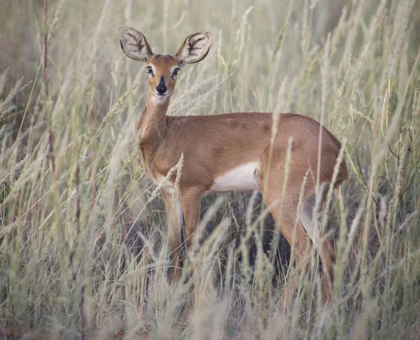 Lone Steenbok de pie en la hierba larga en el Kalahari —  Fotos de Stock