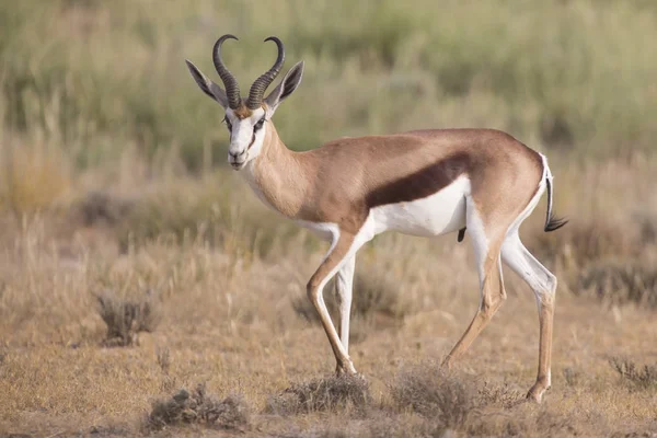 Samotny springbok jogging do swojego stada późnym popołudniem na Ka — Zdjęcie stockowe