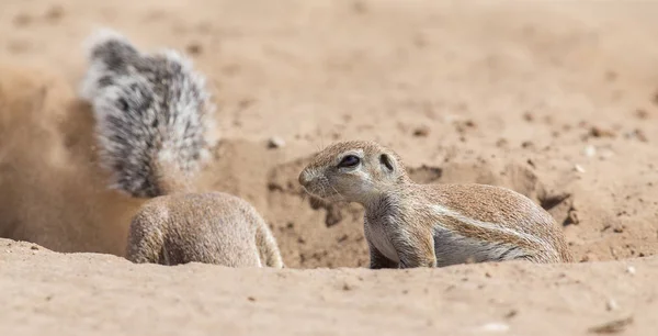 Due scoiattoli a terra in cerca di cibo in artis sabbia Kalahari asciutto — Foto Stock