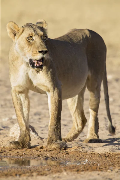 Large lioness standing up after drinking water from a small pool — Stock Photo, Image