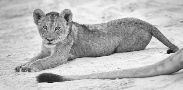 Kleines Löwenjunges legt sich auf weichen Kalahari-Sand und spielt — Stockfoto