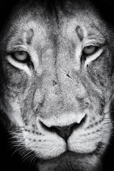 Schwarz-weiße Nahaufnahme eines Löwengesichts-Porträts — Stockfoto