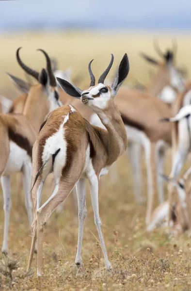 Primer plano de un springbok de pie en una manada mirando hacia atrás —  Fotos de Stock