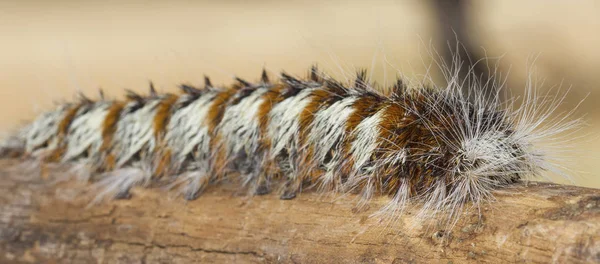 Close-up of a white and brown woolly worm crawling along a log — Stock Photo, Image