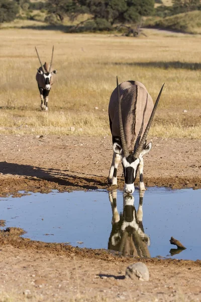 Yalnız Oryx içme suyu bir havuz sıcak Kalahari güneşin — Stok fotoğraf
