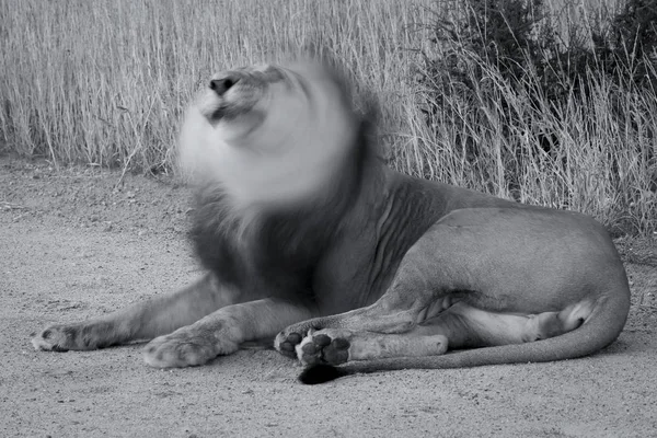 初期で彼の頭を振る雄ライオンの芸術的な転換 — ストック写真