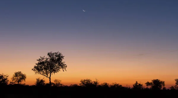 Lovely sunset in Kruger national park with tree silhouette and b — Stock Photo, Image