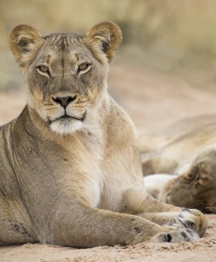 Close-up of a lioness lying down to rest on soft Kalahari sand clipart