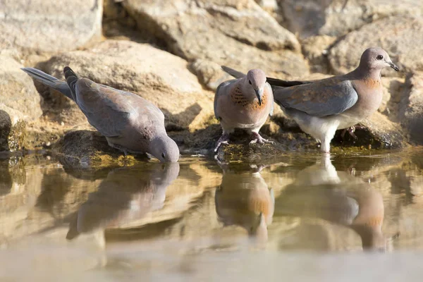 Mourning Dove sitting on a rock at a waterhole in the Kalahari — Stock Photo, Image