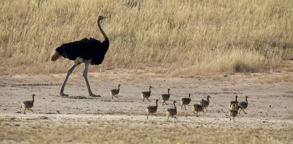 Familie van kuikens van de struisvogel uitgevoerd na hun ouders in droge Kala — Stockfoto
