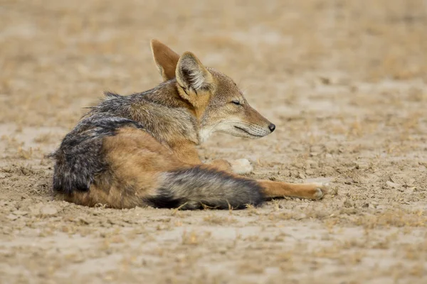 Negro Chacal respaldado tumbarse a descansar en Kalahari — Foto de Stock