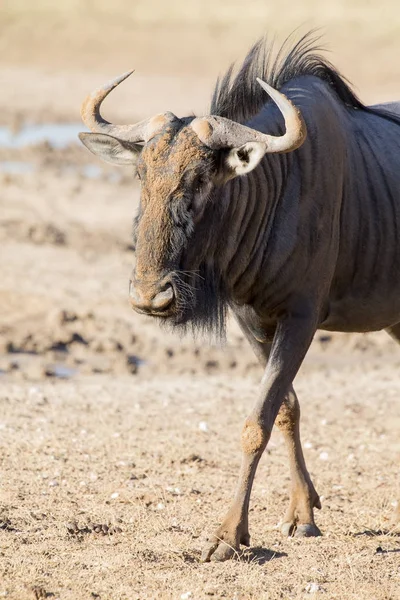 Toro Wildebeest blu solitario che cammina con attenzione attraverso una pianura aperta — Foto Stock