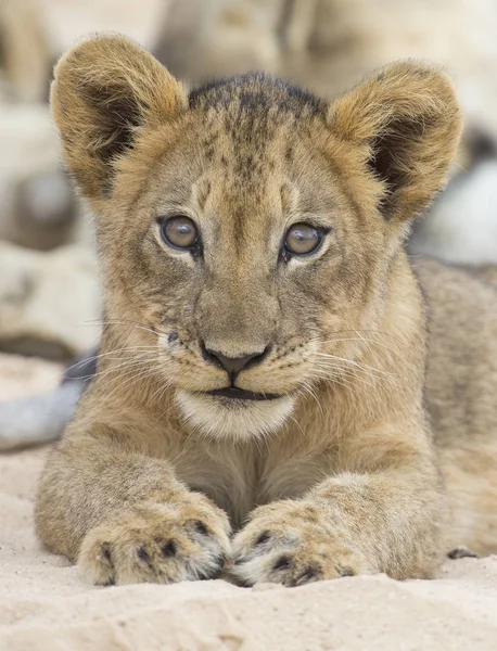 Primer plano de un pequeño cachorro de león acostado para descansar en Kalahari s suave —  Fotos de Stock