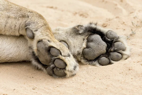 Γκρο πλαν, μεγάλο και ισχυρό λιοντάρι paws πάνω σε μαλακή άμμο Καλαχάρι — Φωτογραφία Αρχείου