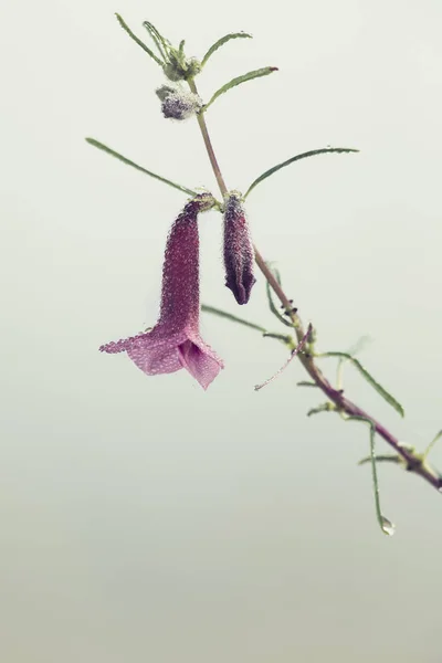 Nahaufnahme einer rosa Wildblume im Nebel eines nebligen Morgens — Stockfoto