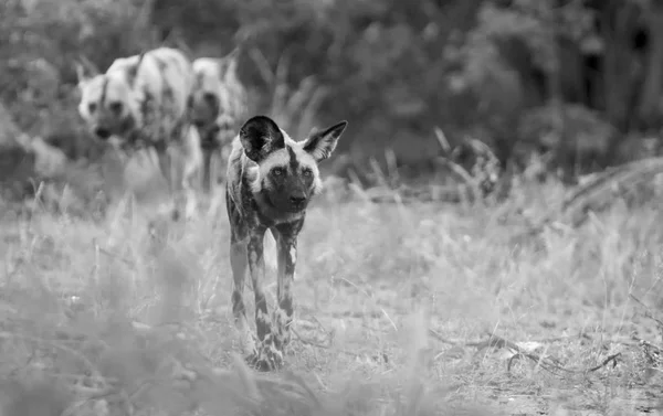 Rudel afrikanischer Wildhunde auf Nahrungssuche im Busch in Künstler — Stockfoto