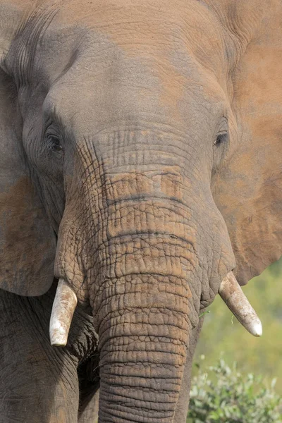 Gros plan d'une défense, d'une oreille, d'un œil et d'un nez d'éléphant sale — Photo