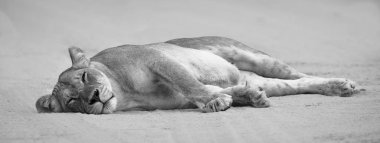 Close-up of a lioness lying down to sleep on the soft Kalahari s clipart