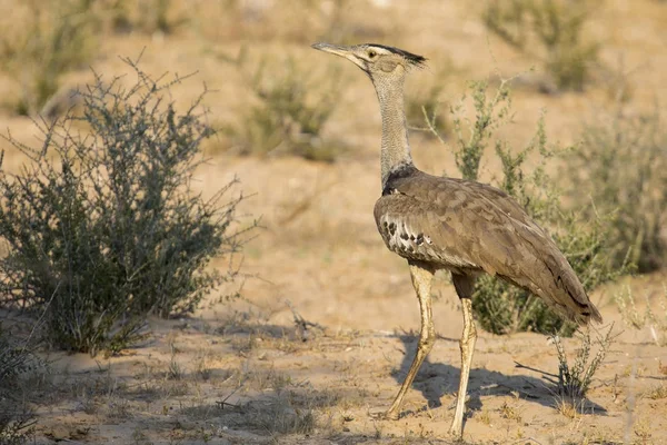 Kori Bustard promenader bland gräs i Kalahari letar efter mat — Stockfoto