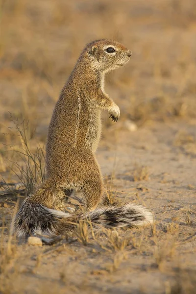 Una ardilla terrestre buscando comida en la arena seca de Kalahari — Foto de Stock