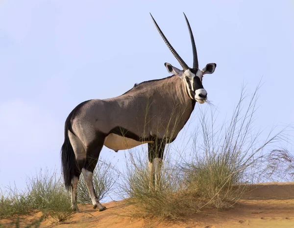 Lone Oryx andando de pé sobre uma duna de areia no quente Kalahari su — Fotografia de Stock