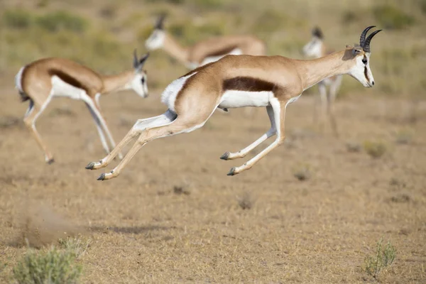 Springbok herd prancing on a plain in the Kgalagadi — Stock Photo, Image