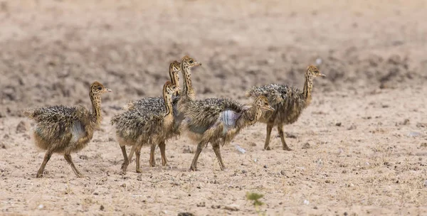 Οικογένεια στρουθοκάμηλος νεοσσών τρέχει μετά από τους γονείς τους σε ξηρό καλα — Φωτογραφία Αρχείου