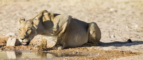 Large lioness drinking water from a small pool in the Kalahari o — Stock Photo, Image