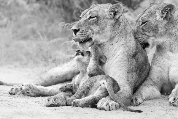 Löwin leckt ihr Junges, um es von den Regentropfen in künstlerischer Zusammenarbeit zu trocknen — Stockfoto
