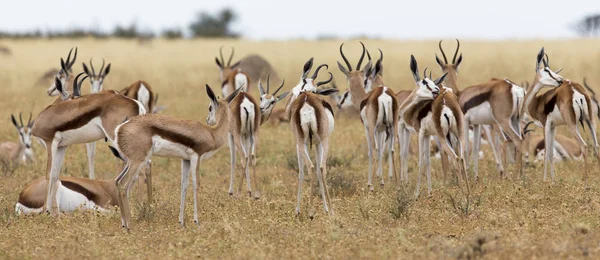 Uma manada de springbok preparando-se após a passagem da tempestade — Fotografia de Stock