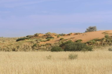 Kalahari kum tepeleri üzerinde iyi yağmurlar sonra büyüyen çimen