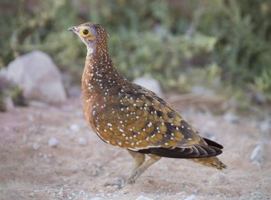 Kalahari bir ziyarette200 gerdanlı Starling içme suyu