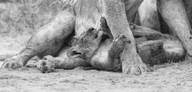 Dişi aslan yavrusunu yağmur damla sanatsal co kuru yalıyor