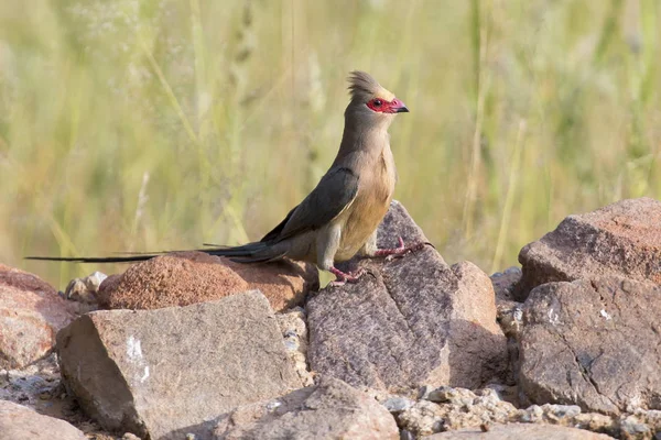 Red Faced Mouse Bird sitting on a rock at waterhole in the Kalah — Stock Photo, Image