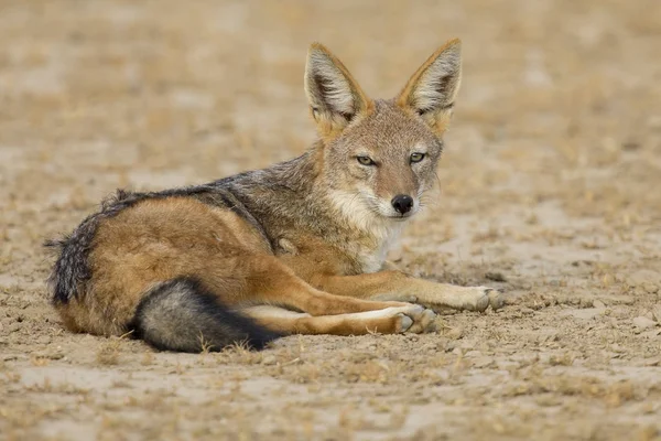 Svart backas Jackal som fastställer för att vila i Kalahari — Stockfoto