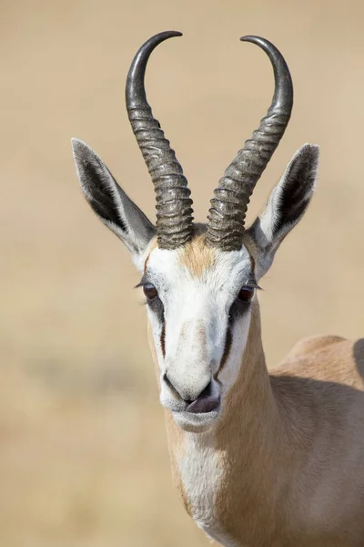 Retrato close-up de um belo primaveril springbok masculino — Fotografia de Stock