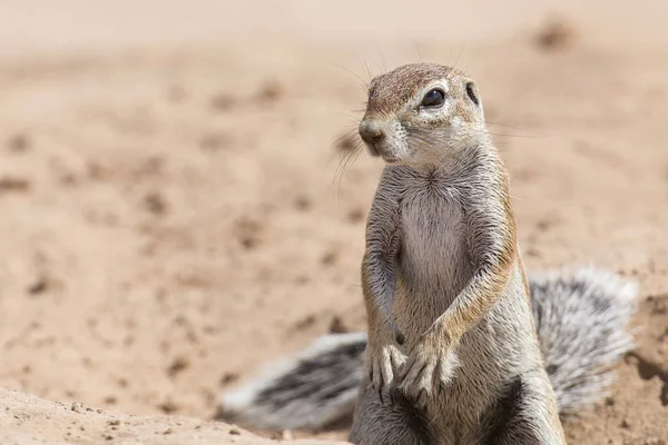 One Ground Squirrel looking for food in dry Kalahari sand — Stock Photo, Image