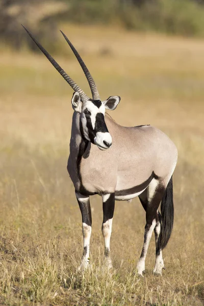 Oryx solitario de pie en una llanura cubierta de hierba en el caliente sol Kalahari — Foto de Stock