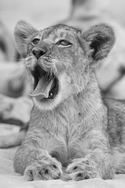 Close-up of a small lion cub yawning on soft Kalahari sand in ar — Stock Photo, Image