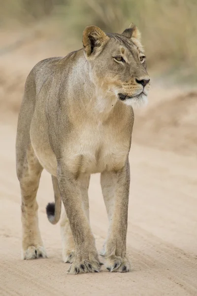 Close-up de uma leoa no Kalahari andando ao longo de uma estrada de terra — Fotografia de Stock