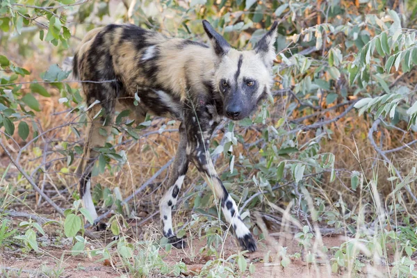 Caçada de cães selvagens africanos solitários chamando seus companheiros — Fotografia de Stock