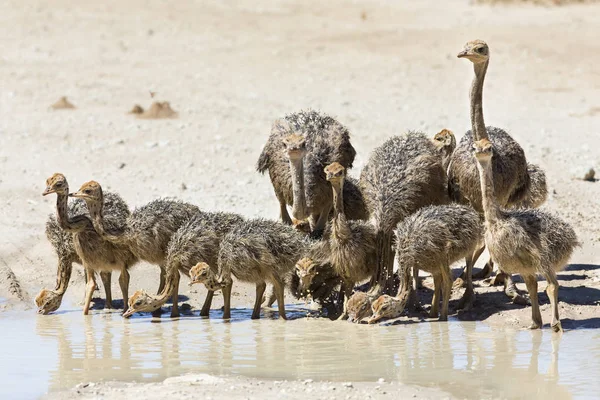Familia de avestruces bebiendo agua de una piscina en el sol caliente de la —  Fotos de Stock